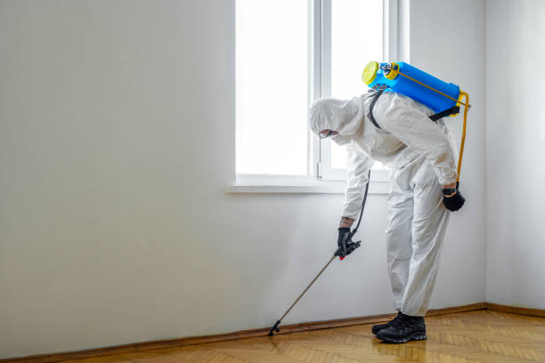 Best Termite Control Services  in Fallbrook, CA