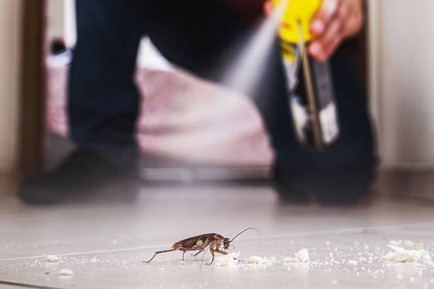 Best Pest Control Treatment  in Fallbrook, CA